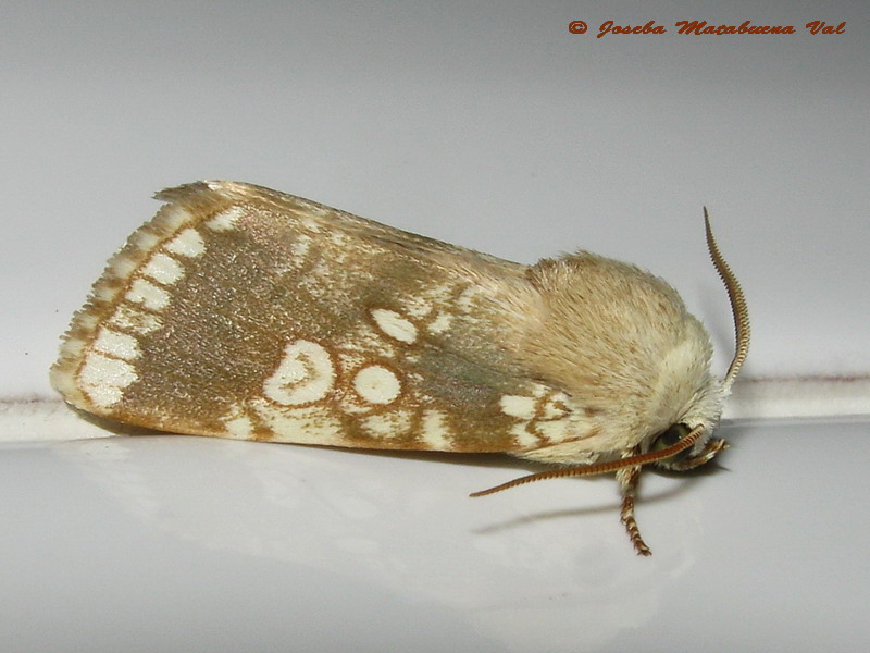 Dicycla oo - Noctuidae